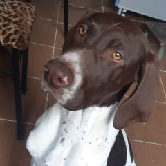 Подробнее об объявлении «Анапа Пропала собака» Фото: пропала собака Курцхаар «Анапа Пропала собака» в г. Анапа