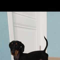 Подробнее об объявлении «Пропала собака кобель щенок щенок такс Зеленоград» Фото: пропала собака  «Пропала собака кобель щенок щенок такс Зеленоград» в г. Зеленоград