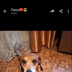 Подробнее об объявлении «Пропала собака кобель помогите пожалуйста найти моего малыша Чебоксары» Фото: пропала собака Бигль «Пропала собака кобель помогите пожалуйста найти...» в г. Чебоксары