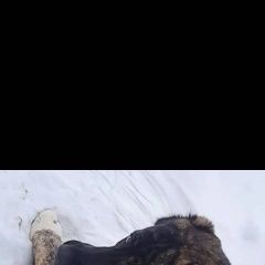 Подробнее об объявлении «Пропала собака азиат, девочка Симферополь» Фото: пропала собака Среднеазиатская овчарка «Пропала собака азиат, девочка Симферополь» в г. Симферополь