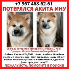 Подробнее об объявлении «Набережные Челны Пропала собака кобель акита ину» Фото: пропала собака Акита-ину «Набережные Челны Пропала собака кобель акита ину» в г. Набережные Челны