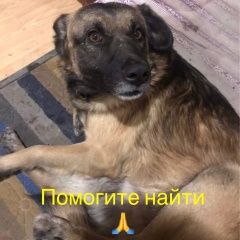 Подробнее об объявлении «Пропала собака Ростов-на-Дону» Фото: пропала собака  «Пропала собака Ростов-на-Дону» в г. Ростов-на-Дону