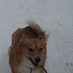 Подробнее об объявлении «Пропала собака кобель Северск» Фото: пропала собака  «Пропала собака кобель Северск» в г. Северск