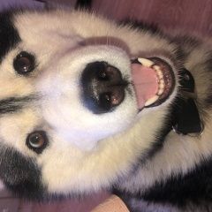 Подробнее об объявлении «Обнинск Пропала собака кобель помоги найти друга» Фото: пропала собака Сибирская хаски «Обнинск Пропала собака кобель помоги найти друга» в г. Обнинск