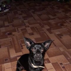 Подробнее об объявлении «Анапа Пропала собака кобель» Фото: пропала собака  «Анапа Пропала собака кобель» в г. Анапа