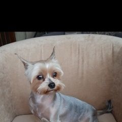 Подробнее об объявлении «Обнинск Пропала собака» Фото: пропала собака Йоркширский терьер «Обнинск Пропала собака» в г. Обнинск