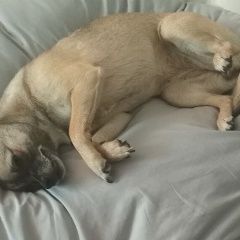 Подробнее об объявлении «Пропала собака помогите, пожалуйста, найти Симферополь» Фото: пропала собака  «Пропала собака помогите, пожалуйста, найти...» в г. Симферополь