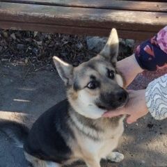 Подробнее об объявлении «Омск Пропала собака» Фото: пропала собака Немецкая овчарка «Омск Пропала собака» в г. Омск