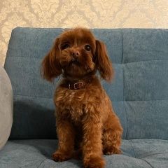 Подробнее об объявлении «Пропала собака петергоф Санкт-Петербург» Фото: пропала собака Мальтийская болонка «Пропала собака петергоф Санкт-Петербург» в г. Санкт-Петербург