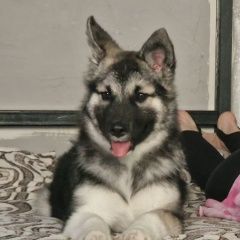 Подробнее об объявлении «Тюмень Пропала собака убежала собака с площадки на монтажников» Фото: пропала собака  «Тюмень Пропала собака убежала собака с площадки...» в г. Тюмень