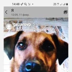 Подробнее об объявлении «Пропала собака кобель Ростов-на-Дону» Фото: пропала собака Цвергшнауцер «Пропала собака кобель Ростов-на-Дону» в г. Ростов-на-Дону