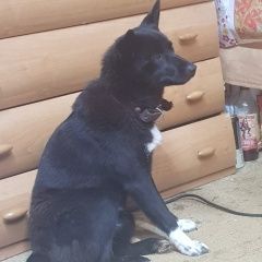 Подробнее об объявлении «Пропала собака Белоусово» Фото: пропала собака  «Пропала собака Белоусово» в г. Белоусово