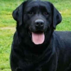 Подробнее об объявлении «Иноземцево Пропала собака кобель лабрадор» Фото: пропала собака Лабрадор ретривер «Иноземцево Пропала собака кобель лабрадор» в г. Иноземцево