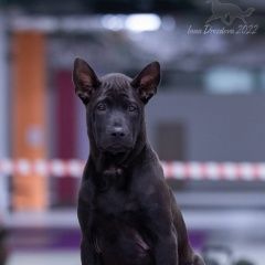 Подробнее об объявлении «Пропала собака валя тайский риджбек Москва» Фото: пропала собака  «Пропала собака валя тайский риджбек Москва» в г. Москва