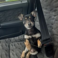 Подробнее об объявлении «Добруш Пропала собака кобель нужна помощь» Фото: пропала собака  «Добруш Пропала собака кобель нужна помощь» в г. Добруш