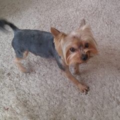 Подробнее об объявлении «Набережные Челны Пропала собака кобель» Фото: пропала собака Йоркширский терьер «Набережные Челны Пропала собака кобель» в г. Набережные Челны