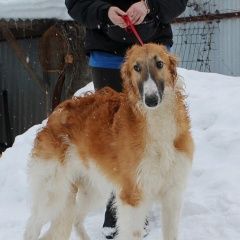 Подробнее об объявлении «Одинцово Пропала собака кобель русская псовая борзая» Фото: пропала собака Русская псовая борзая «Одинцово Пропала собака кобель русская псовая...» в г. Одинцово