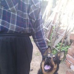 Подробнее об объявлении «Витебск Пропала собака кобель ищем пропажу, сбежал.» Фото: пропала собака Немецкая овчарка «Витебск Пропала собака кобель ищем пропажу,...» в г. Витебск