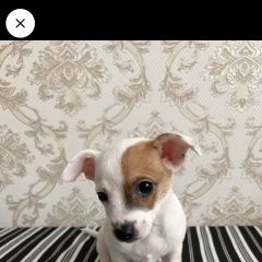 Подробнее об объявлении «Пропала собака кобель мальчик с чипом Санкт-Петербург» Фото: пропала собака Джек рассел терьер «Пропала собака кобель мальчик с чипом...» в г. Санкт-Петербург