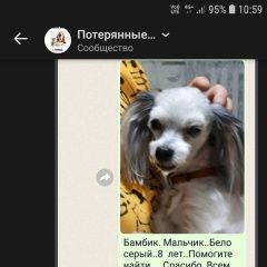 Картинка пропала собака В городе Тюмень пропал собаченок. Тюмень