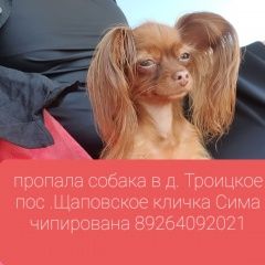 Подробнее об объявлении «Подольск Пропала собака» Фото: пропала собака Той-терьер «Подольск Пропала собака» в г. Подольск