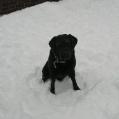 Подробнее об объявлении «Пропала собака кобель лабрадор чёрный Белоусово» Фото: пропала собака Лабрадор ретривер «Пропала собака кобель лабрадор чёрный Белоусово» в г. Белоусово