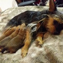 Подробнее об объявлении «Анапа Пропала собака мини йорк больна требует лечения» Фото: пропала собака Йоркширский терьер «Анапа Пропала собака мини йорк больна требует...» в г. Анапа