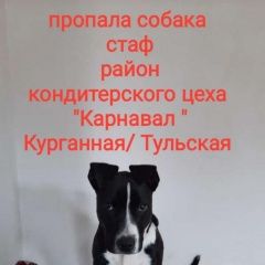 Подробнее об объявлении «Майкоп (Адыгея) Пропала собака в городе майкоп, стафорд, пол года» Фото: пропала собака Стаффордширский бультерьер «Майкоп (Адыгея) Пропала собака в городе майкоп,...» в г. Майкоп (Адыгея)