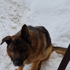 Подробнее об объявлении «Пропала собака кобель овчарка Александровская» Фото: пропала собака Немецкая овчарка «Пропала собака кобель овчарка Александровская» в г. Александровская