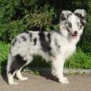 Подробнее об объявлении «Пропала собака украли собаку  sos  Санкт-Петербург» Фото: пропала собака Шелти «Пропала собака украли собаку  sos  Санкт-Петербург» в г. Санкт-Петербург