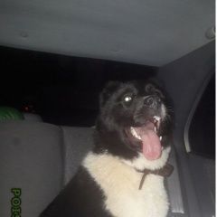 Подробнее об объявлении «Пропала собака Дмитров» Фото: пропала собака Среднеазиатская овчарка «Пропала собака Дмитров» в г. Дмитров