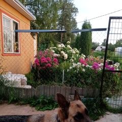 Подробнее об объявлении «Пропала собака убежала овчарка Ярославль» Фото: пропала собака  «Пропала собака убежала овчарка Ярославль» в г. Ярославль