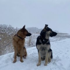 Подробнее об объявлении «Приозерск Пропала собака кобель пос.кротово ий р-н» Фото: пропала собака Немецкая овчарка «Приозерск Пропала собака кобель пос.кротово ий р-н» в г. Приозерск