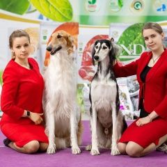 Подробнее об объявлении «Пропала собака кобель Истра» Фото: пропала собака Русская псовая борзая «Пропала собака кобель Истра» в г. Истра