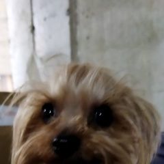 Подробнее об объявлении «Пропала собака кобель помогите пожалуйста найти Новороссийск» Фото: пропала собака  «Пропала собака кобель помогите пожалуйста найти...» в г. Новороссийск