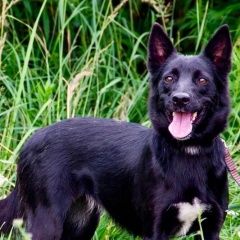 Подробнее об объявлении «Пропала собака Зеленоград» Фото: пропала собака  «Пропала собака Зеленоград» в г. Зеленоград