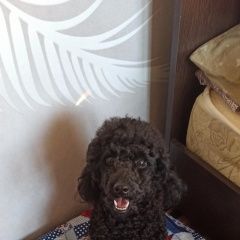 Подробнее об объявлении «Пропала собака кобель пудель черный Алексеевка (Белгородская обл.)» Фото: пропала собака Пудель «Пропала собака кобель пудель черный Алексеевка...» в г. Алексеевка (Белгородская обл.)