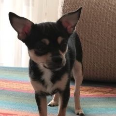 Подробнее об объявлении «Пропала собака кобель чихуахуа, 7 мес. кличка вик. Химки» Фото: пропала собака Чихуахуа «Пропала собака кобель чихуахуа, 7 мес. кличка...» в г. Химки