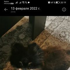 Подробнее об объявлении «Пропала собака кобель вознаграждение. Санкт-Петербург» Фото: пропала собака  «Пропала собака кобель вознаграждение....» в г. Санкт-Петербург