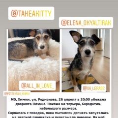 Подробнее об объявлении «Пропала собака помогите найти плюшу Химки» Фото: пропала собака  «Пропала собака помогите найти плюшу Химки» в г. Химки