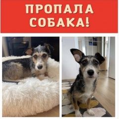 Подробнее об объявлении «Пропала собака помогите найти плюшу Химки» Фото: пропала собака  «Пропала собака помогите найти плюшу Химки» в г. Химки