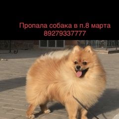 Подробнее об объявлении «Пропала собака кобель Уфа» Фото: пропала собака Немецкий шпиц «Пропала собака кобель Уфа» в г. Уфа