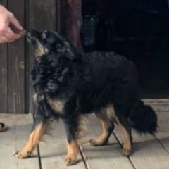 Подробнее об объявлении «Пропала собака любимая Санкт-Петербург» Фото: пропала собака  «Пропала собака любимая Санкт-Петербург» в г. Санкт-Петербург