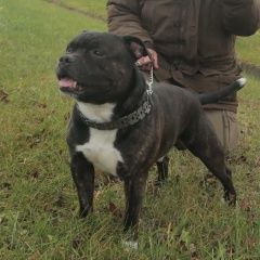 Подробнее об объявлении «Пропала собака кобель Санкт-Петербург» Фото: пропала собака Стаффордширский бультерьер «Пропала собака кобель Санкт-Петербург» в г. Санкт-Петербург