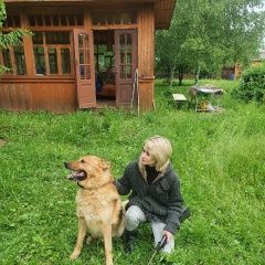 Подробнее об объявлении «Одинцово Пропала собака кобель» Фото: пропала собака Немецкая овчарка «Одинцово Пропала собака кобель» в г. Одинцово