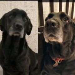 Подробнее об объявлении «Пропала собака (мурино) Санкт-Петербург» Фото: пропала собака Лабрадор ретривер «Пропала собака (мурино) Санкт-Петербург» в г. Санкт-Петербург