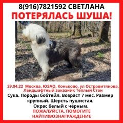 Подробнее об объявлении «Москва Пропала собака порода бобтейл» Фото: пропала собака Бобтейл «Москва Пропала собака порода бобтейл» в г. Москва