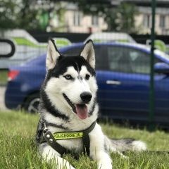 Подробнее об объявлении «Пропала собака Краснодар» Фото: пропала собака  «Пропала собака Краснодар» в г. Краснодар