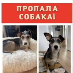 Подробнее об объявлении «Пропала собака плюша Химки» Фото: пропала собака  «Пропала собака плюша Химки» в г. Химки