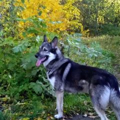 Подробнее об объявлении «Пропала собака кобель Санкт-Петербург» Фото: пропала собака  «Пропала собака кобель Санкт-Петербург» в г. Санкт-Петербург